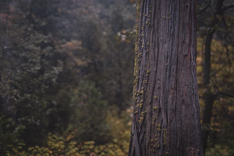 Enchanted Forest