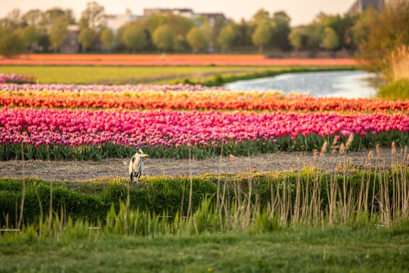 Keukenhof Gardens